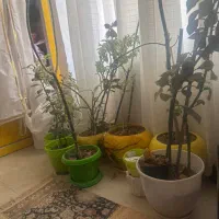 گل و گلدونای سفید و سبز