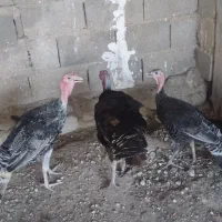 بوقلمون