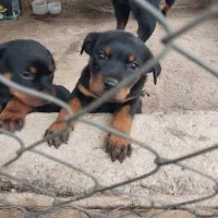 توله روتوایلر معاوضه با شاه طوطی