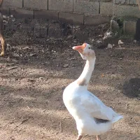 غاز و مرغ خروس محلی