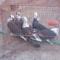 کفتر جون )اگهی را بخونید لطفا(|پرنده|یزد, |دیوار