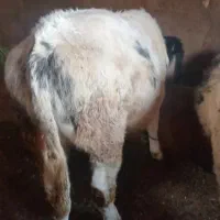 چند راس گوساله بلژیکی