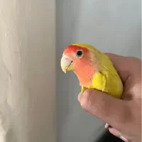 جفت طوطی برزیلی