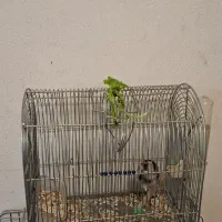 سهره ماده سهره خاکی|پرنده|کرمانشاه, |دیوار