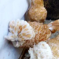 جوجه تحویل امروز وفردا