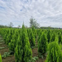 سرو کامیس نوکدار (عمده)|گل و گیاه طبیعی|رضوانشهر, |دیوار