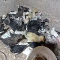 جوجه یا نیمچه مرغ و خروس محلی و گلین.|حیوانات مزرعه|شوش, |دیوار