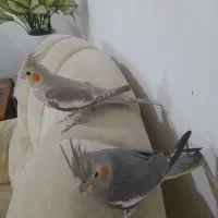 عروس هلندی نر وماده|پرنده|کوچصفهان, |دیوار