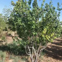 باغ فروشی در فخر آباد تقاب (چاه دوستی ها)|فروش دفتر صنعتی، کشاورزی، تجاری|خوسف, |دیوار