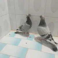 جوجه کبوتر