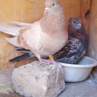 کفتر کبوتر پرشی