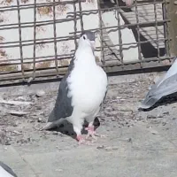 کفتر چهار عدد کفتر فروشی