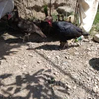 بوقلمون ماده برنز