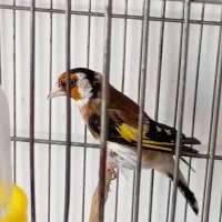 سهره گاوی