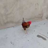 فروش خروس محلی
