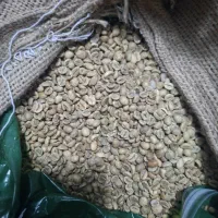 تامین کننده دان سبز قهوه