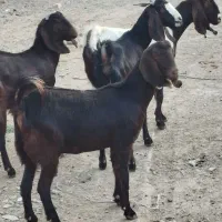 چهار عدد کولار پاکستانی یک ساله آبستن ضمانتی