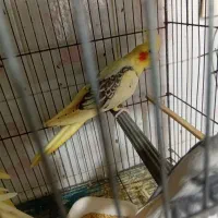 عروس هلندی دوکت لوتینو زعفرونی