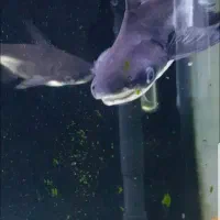 پنکوسی شکاری|ماهی|مهاباد (آذربایجان غربی), |دیوار