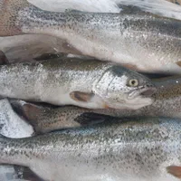 فروش ماهی قزل آلا وحشی