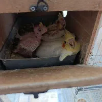 عروس هلندی مولد ۲۵جفت