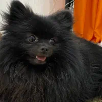 واگذاری حیوانات