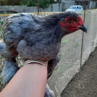 مرغ خروس زینتی و محلی