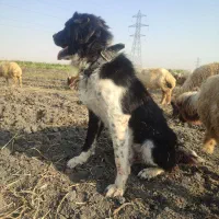 سگ گمشده|حیوانات|کرمانشاه, |دیوار