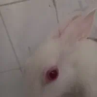 سلام