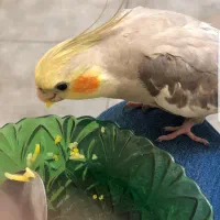 عروس هلندی گمشده