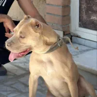 سگ پیت بول اصیل اصیل