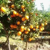 فروش فوری خونه باغ ویلا کامل بافت مسکونی