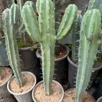 کاکتوس میرتلو