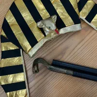 تم هالوین|اسباببازی|تهران, تهرانسر شرقی|دیوار