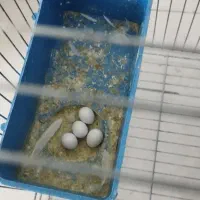 مرغ عشق باجوجه