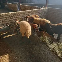 تعداد 7 راس میش بره دار سالم سرحال باب مالداری|حیوانات مزرعه|مشهد, ایوان|دیوار