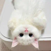 گربه شمارو به سرپرستی میگیرم لطفا متن رو بخونید