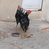 خروس گلین|حیوانات مزرعه|سنندج, |دیوار