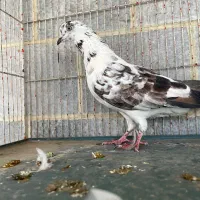 کبوتر پرشی
