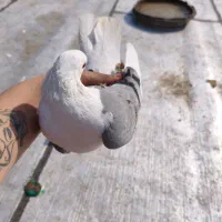 کبوتز دوکت سبز