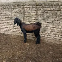 بزغاله ماده،تکه خورده ،لنگه چهار قلو هسش