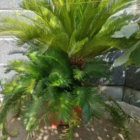 سیکاس|گل و گیاه طبیعی|تهران, چهارصد دستگاه|دیوار