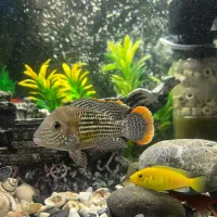 ماهی گیرین ترور