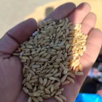 گندم بذر