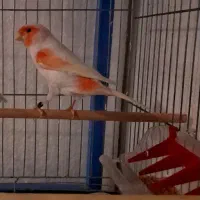 قناری موزاییکئ 2025