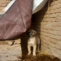 توله سگ ۳ عدد|سگ|صوفیان, |دیوار