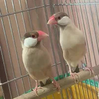 فنچ نرگسی شکلاتی جفت مولد +  کرم لایت|پرنده|تهران, آرارات|دیوار