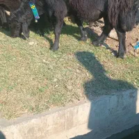 قوچ شیشک قره قزل|حیوانات مزرعه|رامیان, |دیوار