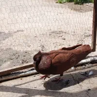 سرخ درجه یک