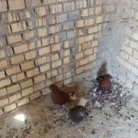 دمسفیدماده|پرنده|خرمشهر, |دیوار